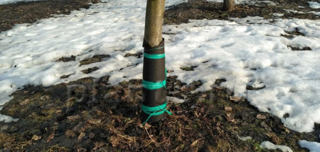 Защита коры и корневой шейки: как спасти саженцы от грызунов и морозобоин
