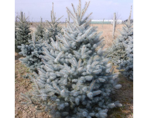 Ель колючая Эдит С60 180-200см