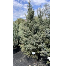Ель мариана Байснери С90 240-250см