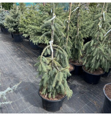 Ель сербская Пендула Кук С35 120-130см