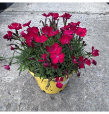 Гвоздика бьютис Тира С2