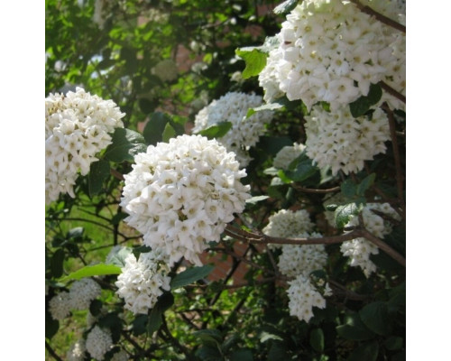 Калина барквуда Мохавк С5 50-60см