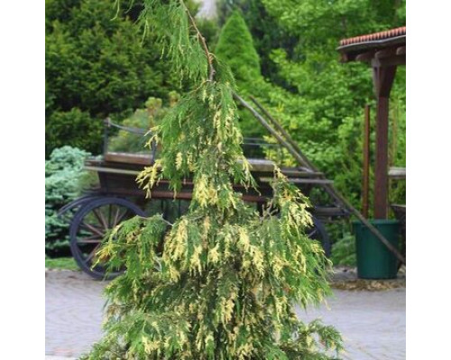Кипарисовик Нутканский Глория Полоника С10 50-60см