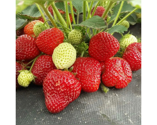 Клубника Альбион С2