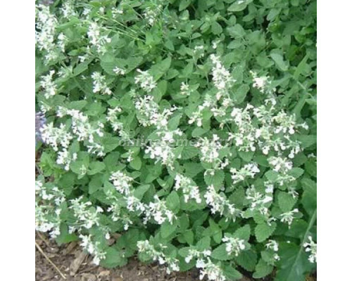 Котовник фассена Сноуфлейк С2