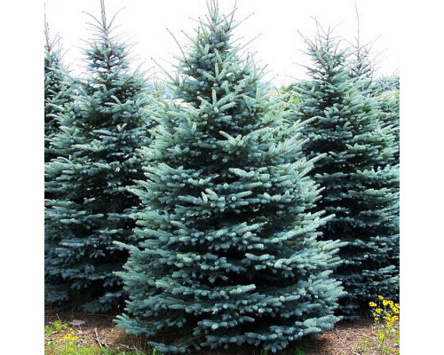 Ель колючая Голубая 3-3.5м