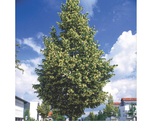 Липа мелколистная Ранчо С35 200-220см