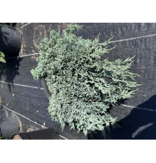 Можжевельник горизонтальный Айс Блю С5 40-50см