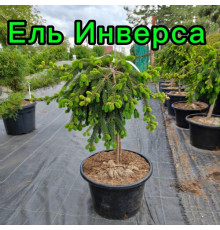 Штамб Ель обыкновенная Инверса h70 С25