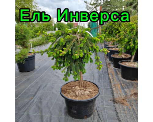 Штамб Ель обыкновенная Инверса h70 С25