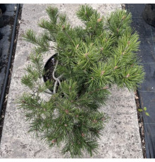 Штамб Сосна черная Мери Брегон С10 h90