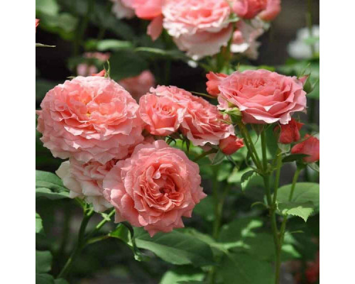 Штамб Роза Корал Желе (кораловая) японская шраб С10 (25)