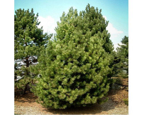 Сосна черная 4-4,1м (26)