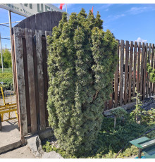 Тис Давид С15 100-120см
