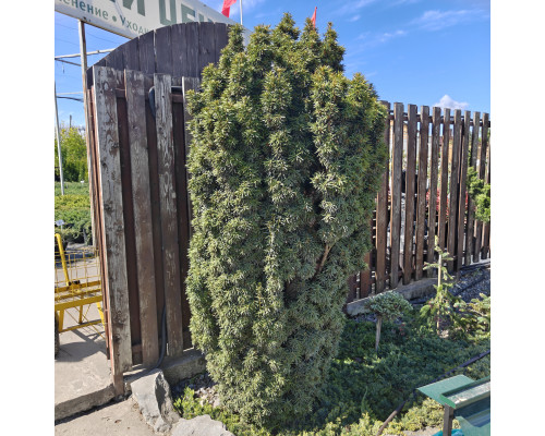 Тис Давид С15 100-120см